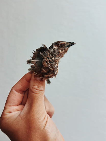 Whole Prey Quail Wings + Heads (Garnish)