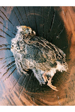 Load image into Gallery viewer, Whole Prey Quail

